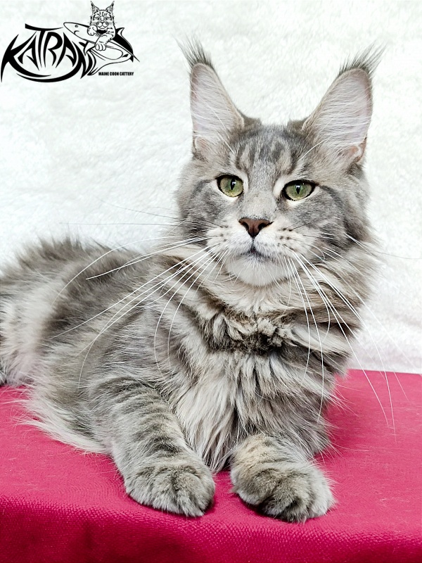 Katran Aurora - Adult maine-coon 1 year 3.5 weeks