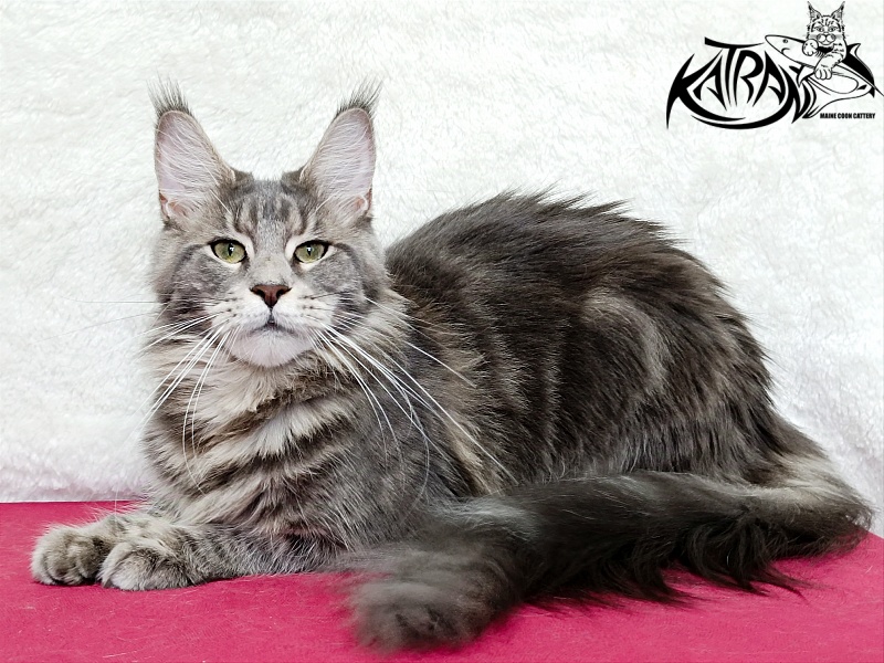 Katran Aurora - Adult maine-coon 1 year 3.5 weeks