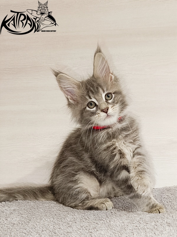 Katran Aurora - Kitten maine-coon 2 months
