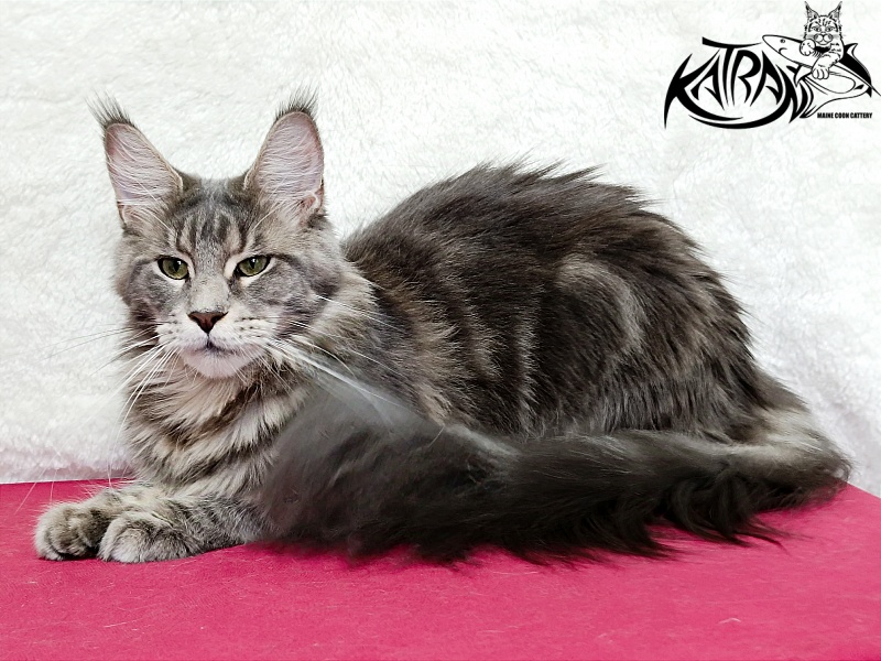 Katran Aurora - Adult maine-coon 1 year 3.5 weeks