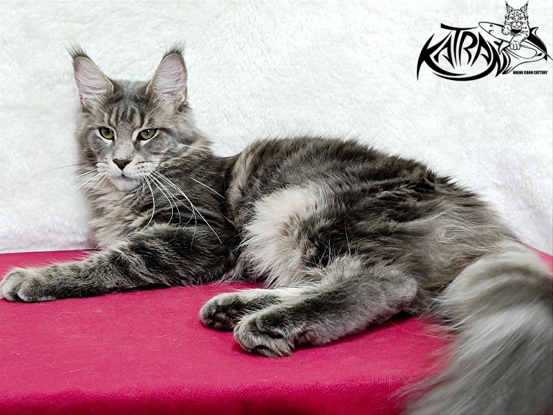 Katran Aurora - Adult maine-coon 1 year 3.5 weeks