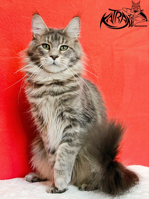 Katran Aurora - Adult maine-coon 1 year 3 months