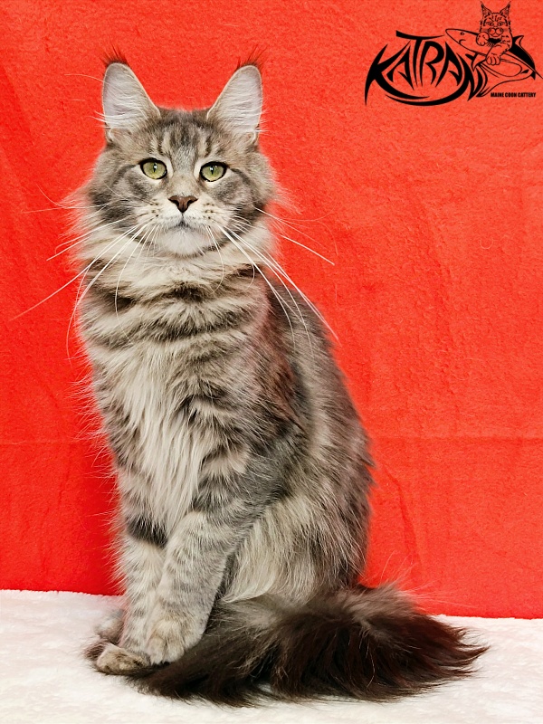 Katran Aurora - Adult maine-coon 1 year 3 months