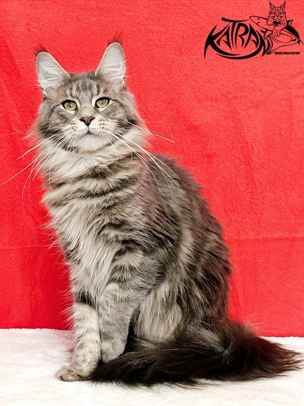 Katran Aurora - Adult maine-coon 1 year 3 months