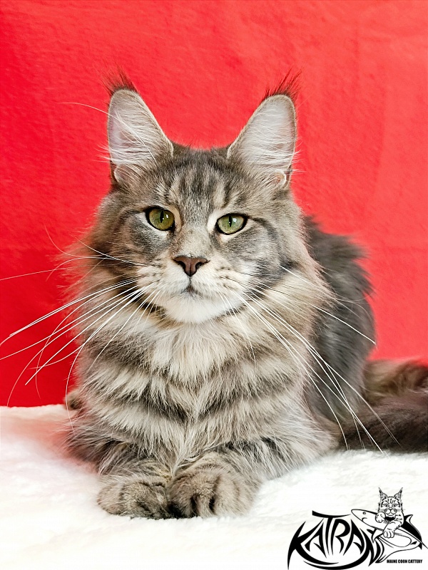 Katran Aurora - Adult maine-coon 1 year 3 months
