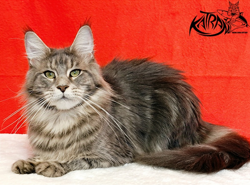 Katran Aurora - Adult maine-coon 1 year 3 months