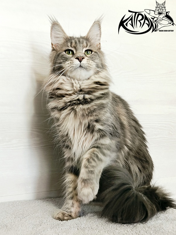 Katran Aurora - Adult maine-coon 1 year 5 months