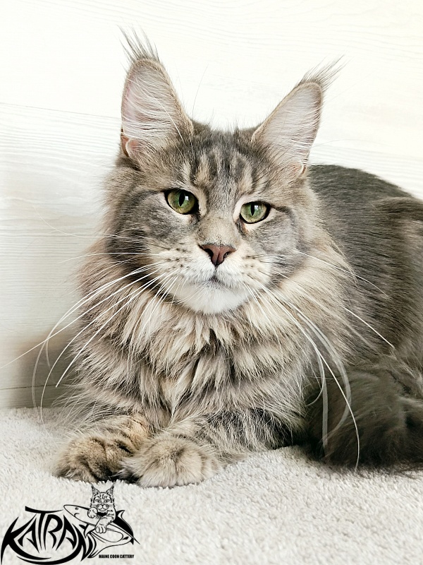 Katran Aurora - Adult maine-coon 1 year 5 months