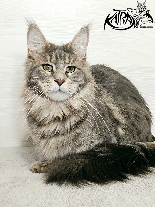 Katran Aurora - Adult maine-coon 1 year 5 months
