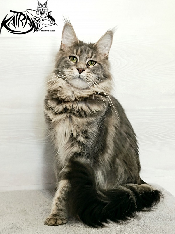 Katran Aurora - Adult maine-coon 1 year 5 months