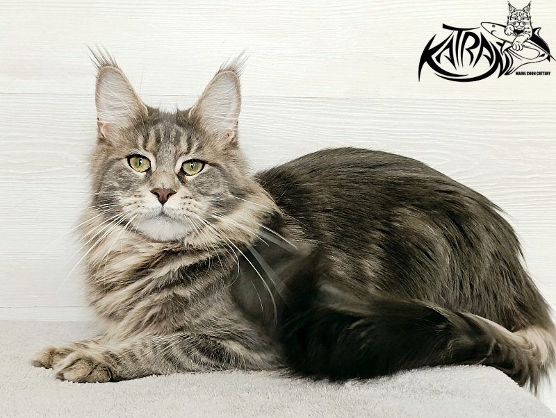 Katran Aurora - Adult maine-coon 1 year 5 months