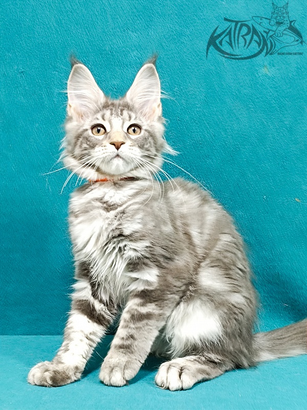 Katran Adelia - Кошеня мейн-кун 3 місяця