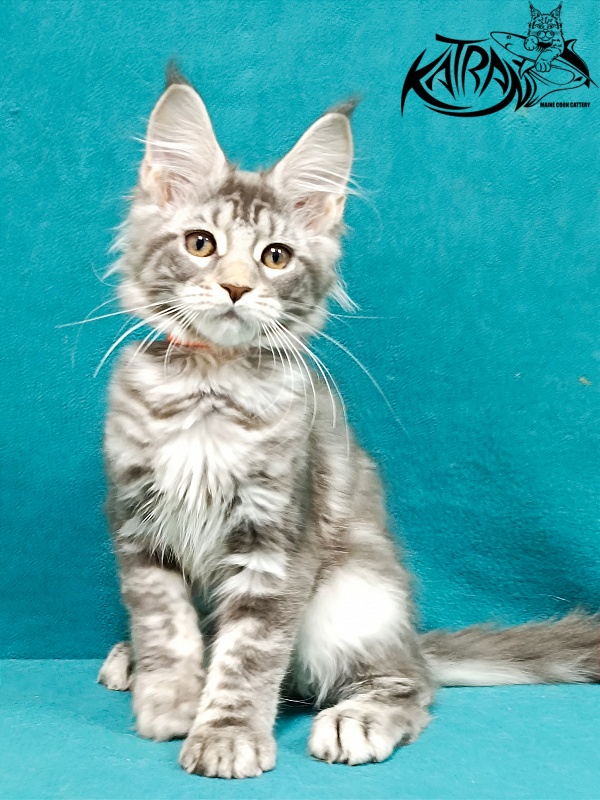 Katran Adelia - Кошеня мейн-кун 3 місяця