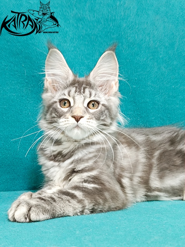 Katran Adelia - Кошеня мейн-кун 3 місяця