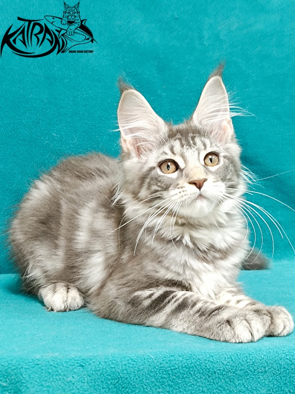 Katran Adelia - Кошеня мейн-кун 3 місяця