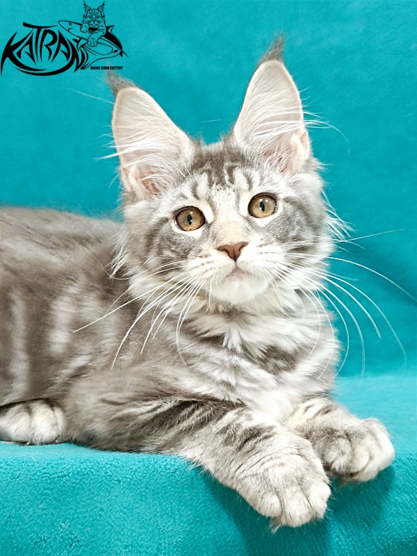 Katran Adelia - Кошеня мейн-кун 3 місяця