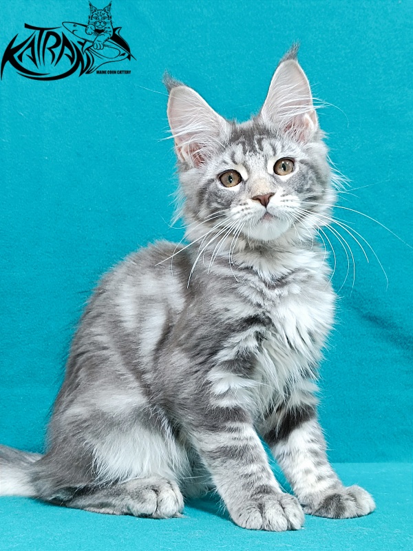 Katran Adelia - Кошеня мейн-кун 3 місяця