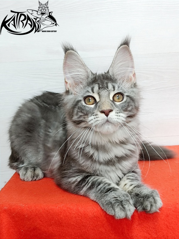 Katran Adelia - Кошеня мейн-кун 4 місяця
