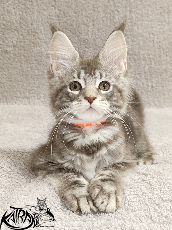 Katran Adelia - Кошеня мейн-кун 2 місяця