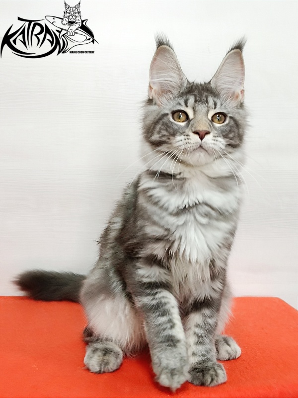 Katran Adelia - Кошеня мейн-кун 4 місяця