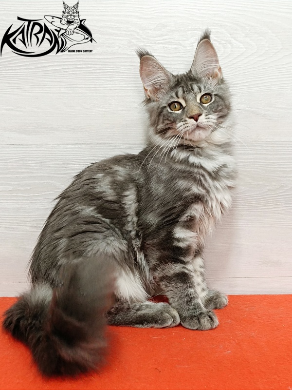 Katran Adelia - Кошеня мейн-кун 4 місяця