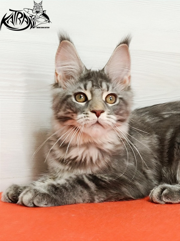 Katran Adelia - Кошеня мейн-кун 4 місяця