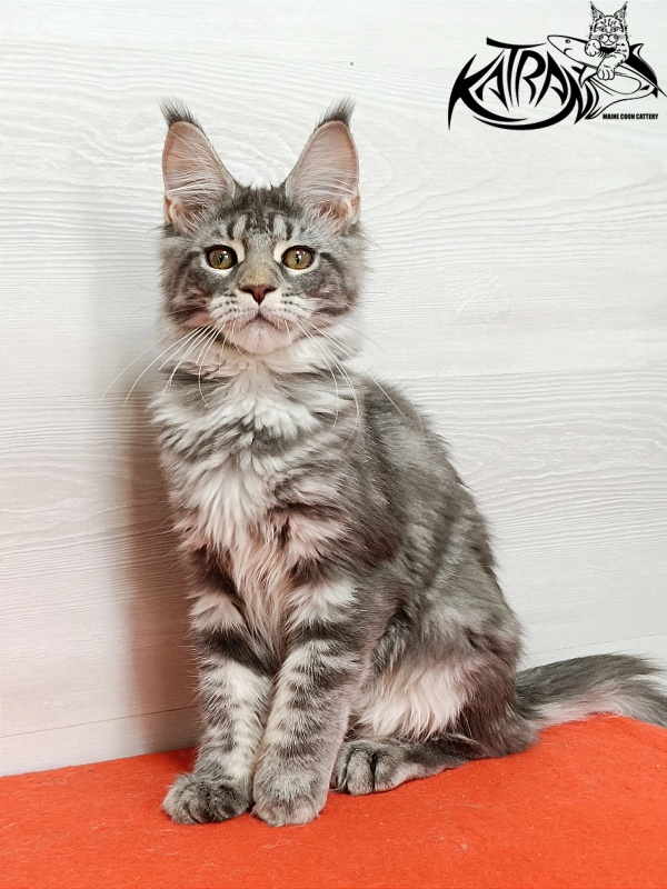 Katran Adelia - Кошеня мейн-кун 4 місяця