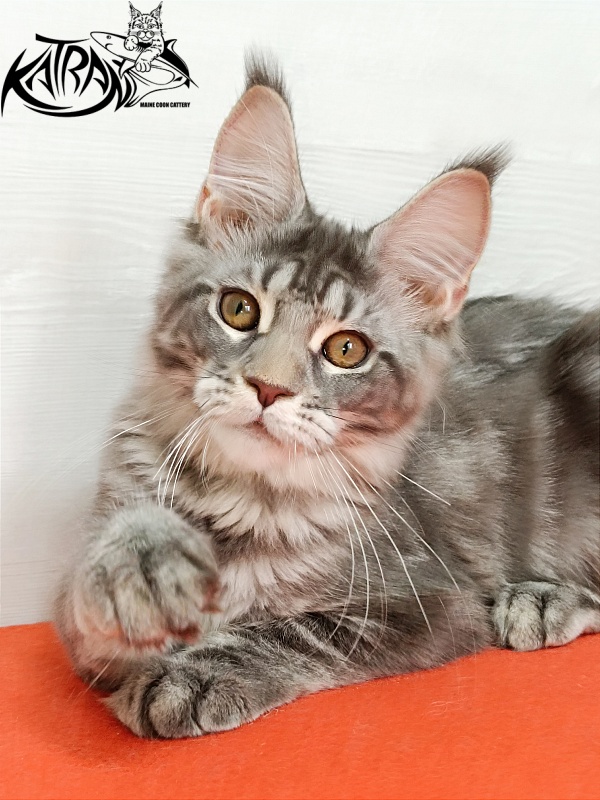Katran Adelia - Кошеня мейн-кун 4 місяця