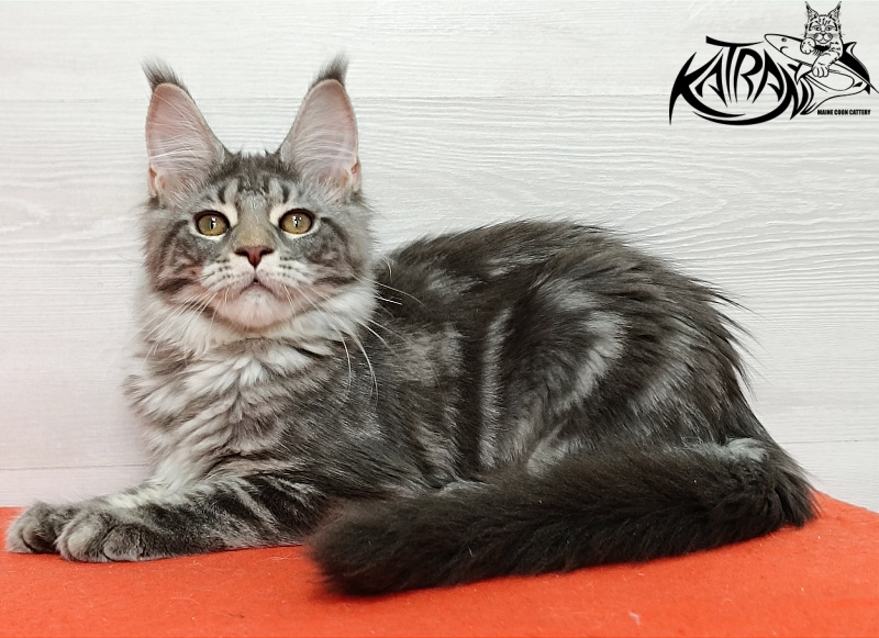 Katran Adelia - Кошеня мейн-кун 4 місяця