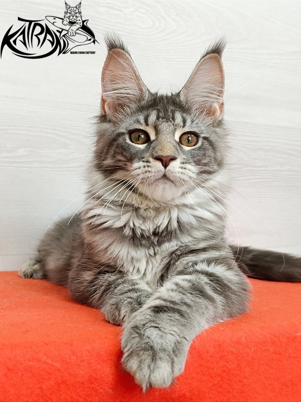 Katran Adelia - Кошеня мейн-кун 4 місяця