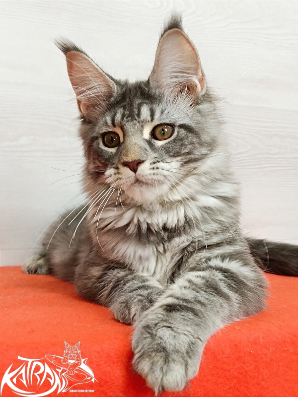 Katran Adelia - Кошеня мейн-кун 4 місяця