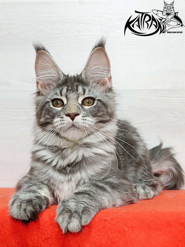 Katran Adelia - Кошеня мейн-кун 4 місяця