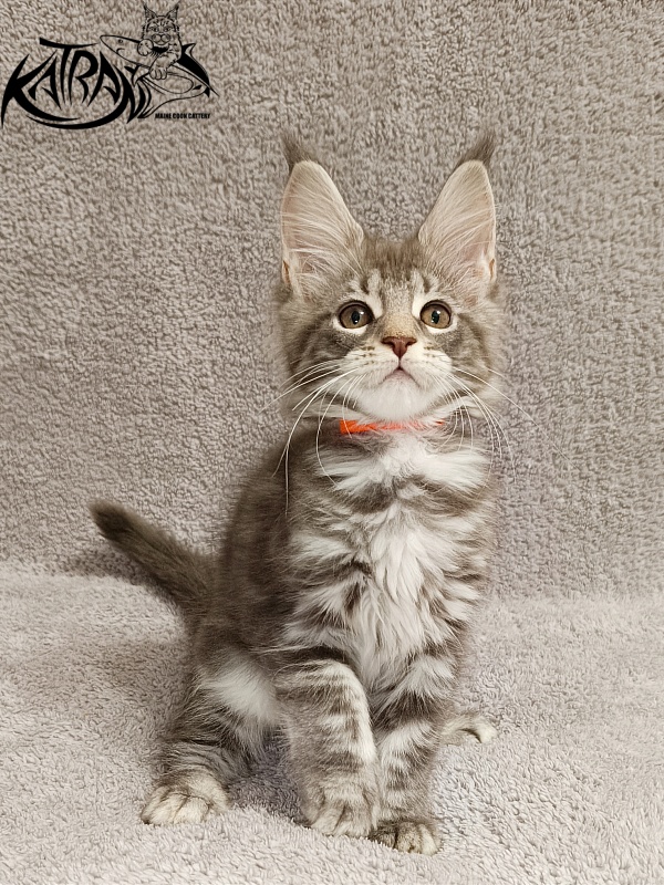 Katran Adelia - Кошеня мейн-кун 2 місяця