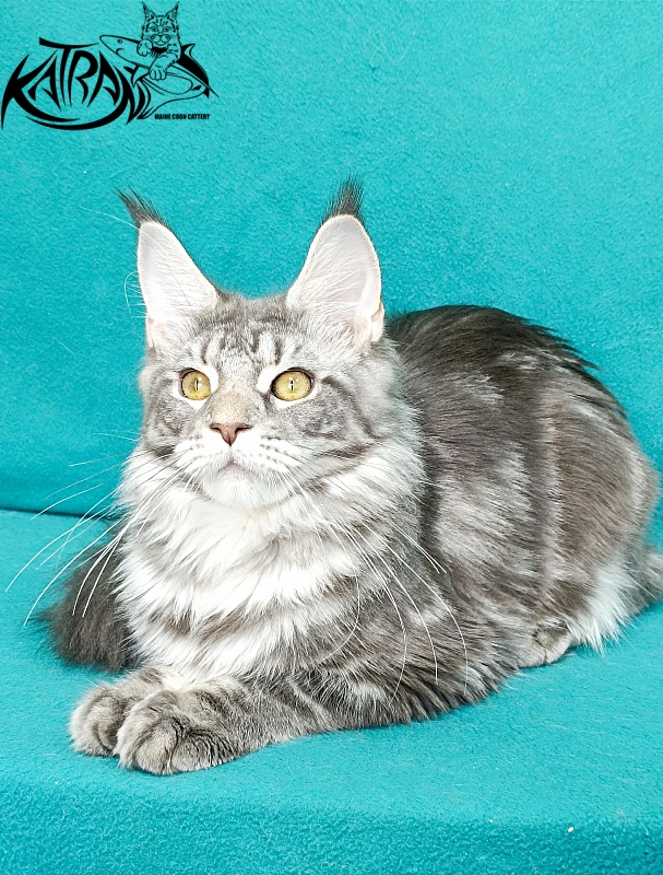 Katran Adelia - Кошеня мейн-кун 6,5 місяців