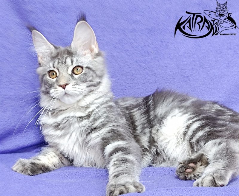 Katran Adelia - Кошеня мейн-кун 4 місяця 3,5 тижні