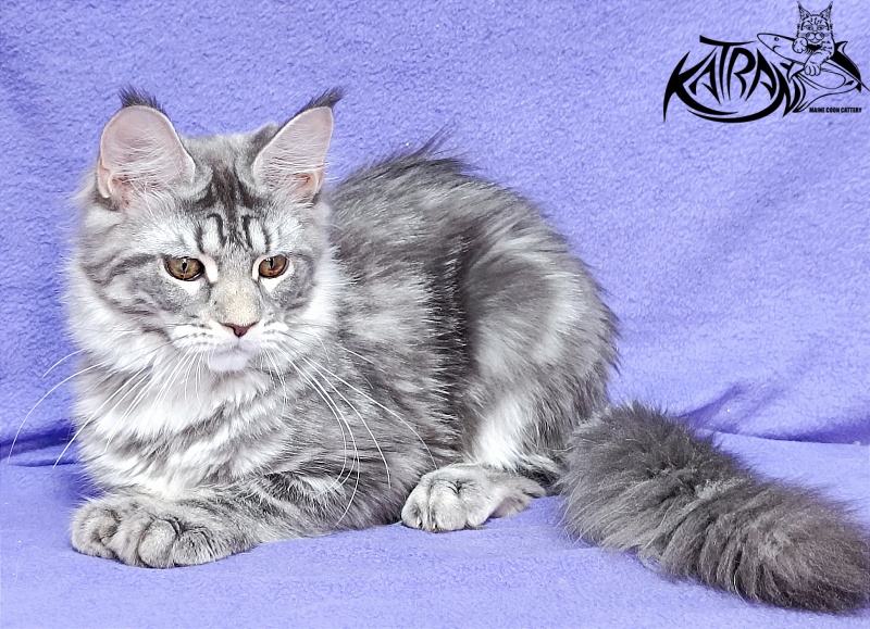 Katran Adelia - Кошеня мейн-кун 4 місяця 3,5 тижні