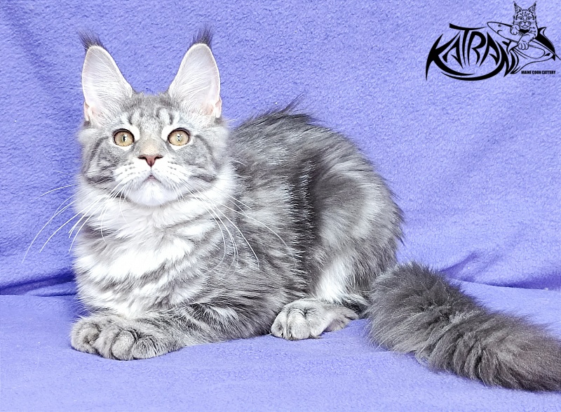 Katran Adelia - Кошеня мейн-кун 4 місяця 3,5 тижні