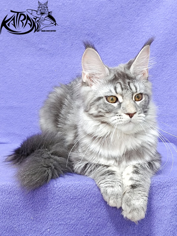 Katran Adelia - Кошеня мейн-кун 4 місяця 3,5 тижні