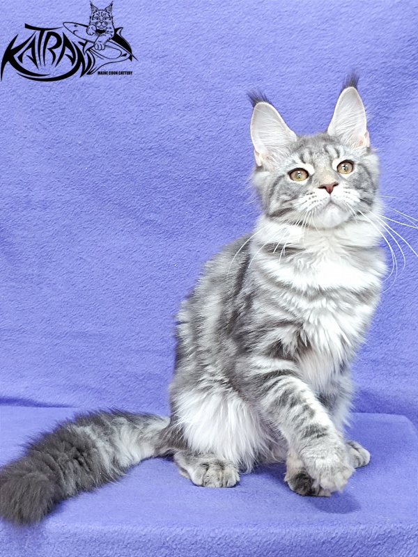 Katran Adelia - Кошеня мейн-кун 4 місяця 3,5 тижні