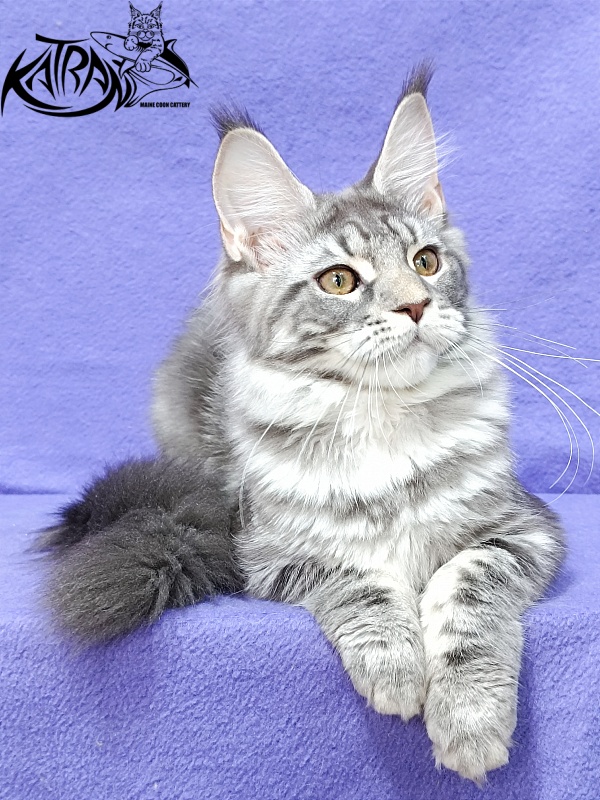 Katran Adelia - Кошеня мейн-кун 4 місяця 3,5 тижні