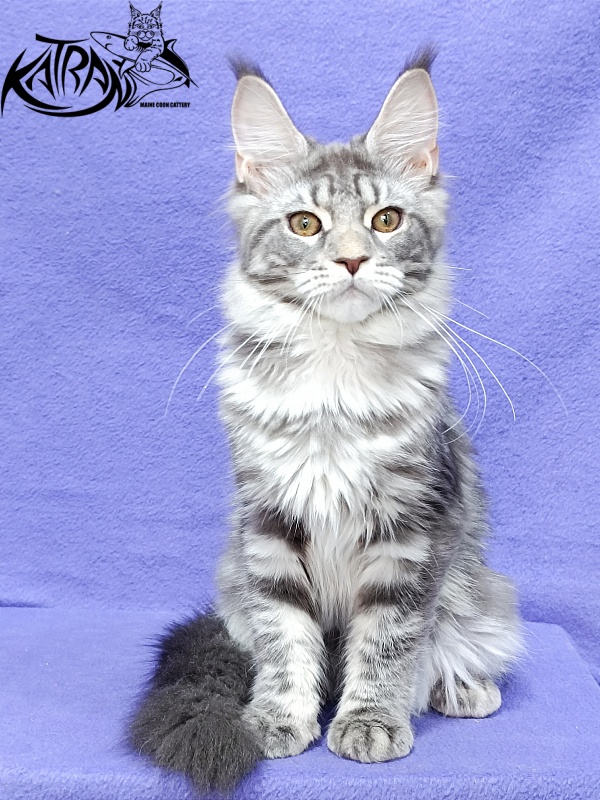 Katran Adelia - Кошеня мейн-кун 4 місяця 3,5 тижні