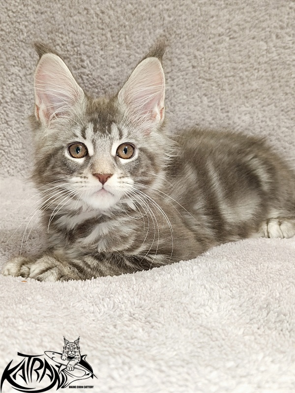 Katran Adelia - Кошеня мейн-кун 2 місяця