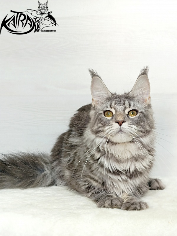 Katran Adelia - Юніор мейн-кун 7,5 місяців