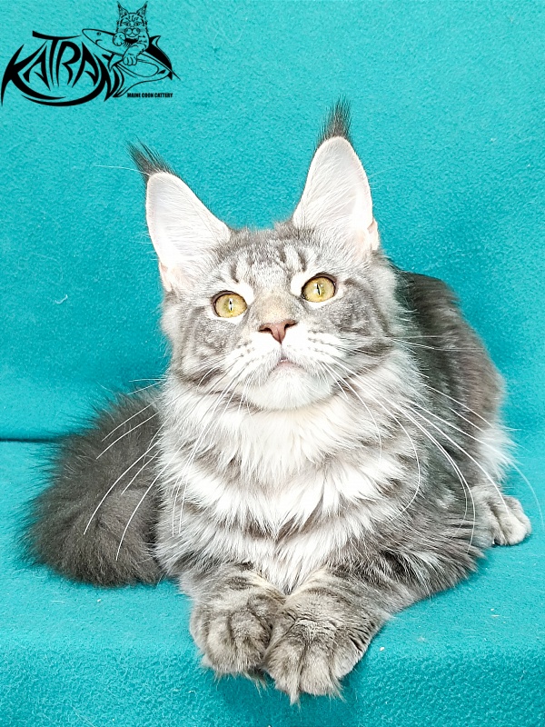 Katran Adelia - Кошеня мейн-кун 6,5 місяців