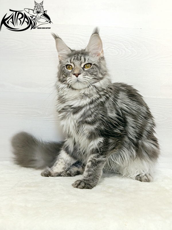 Katran Adelia - Юніор мейн-кун 7,5 місяців