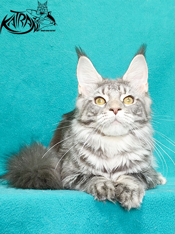 Katran Adelia - Кошеня мейн-кун 6,5 місяців