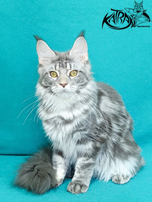 Katran Adelia - Кошеня мейн-кун 6,5 місяців