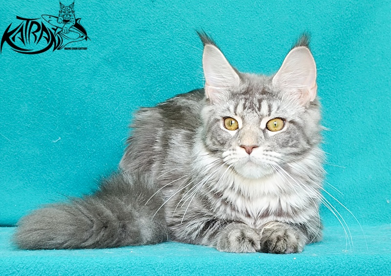 Katran Adelia - Кошеня мейн-кун 6,5 місяців