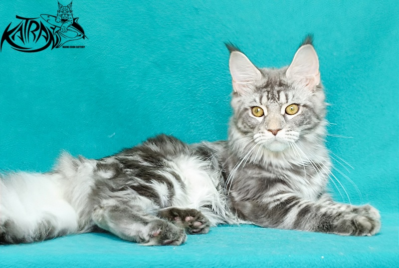 Katran Adelia - Кошеня мейн-кун 6,5 місяців