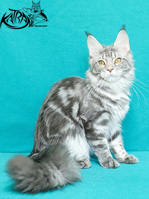 Katran Adelia - Кошеня мейн-кун 6,5 місяців